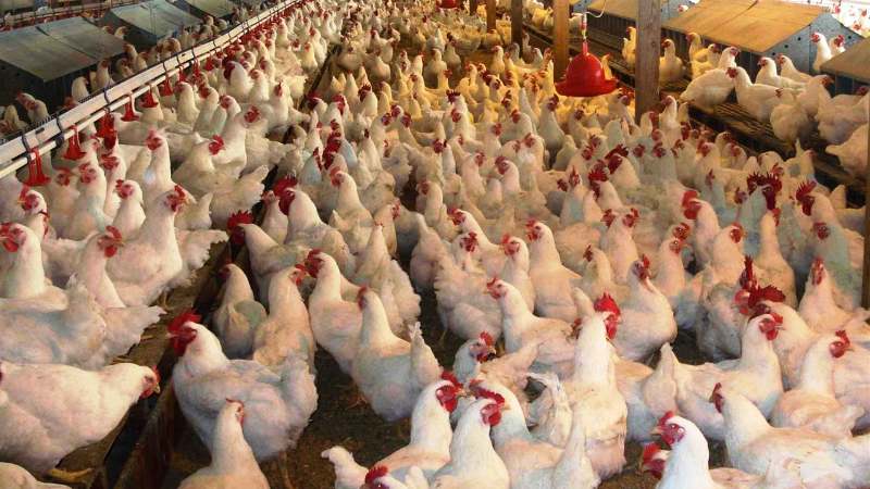 5000-Broilers-2