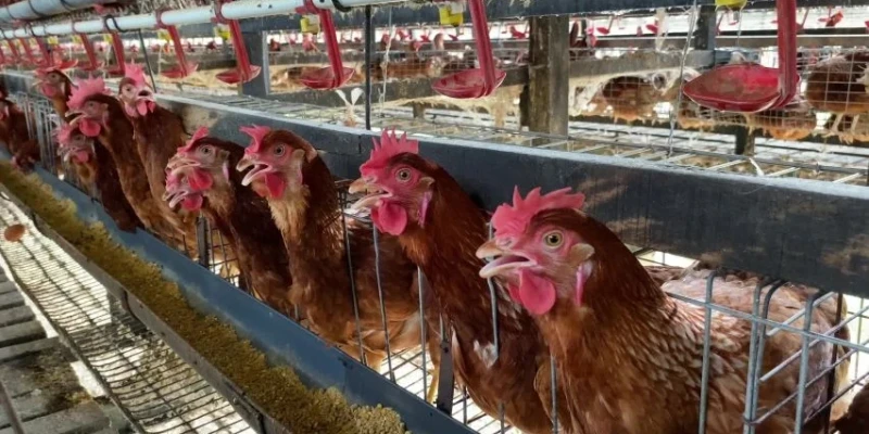 laying-hens-cage-in-Botswana