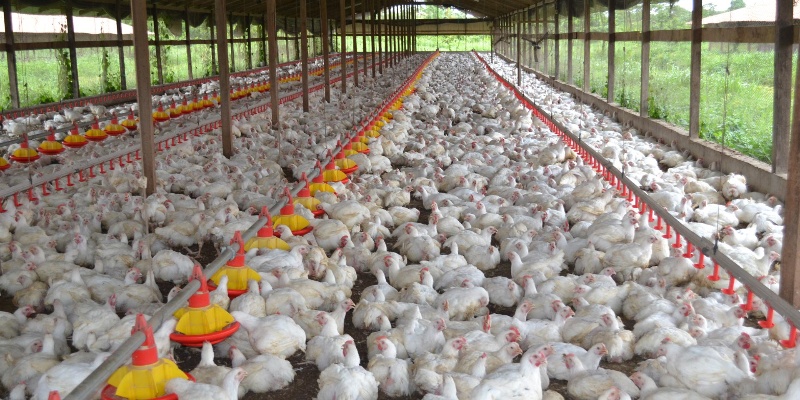 Broiler-Chickens-Farm