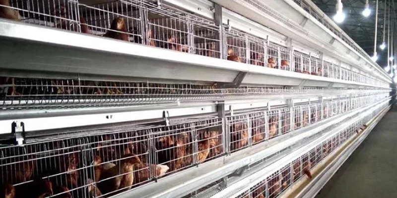 Cage Broiler Chicken Farm