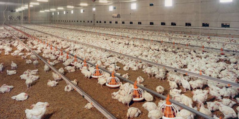 Cage-Free Broiler Chicken Farm