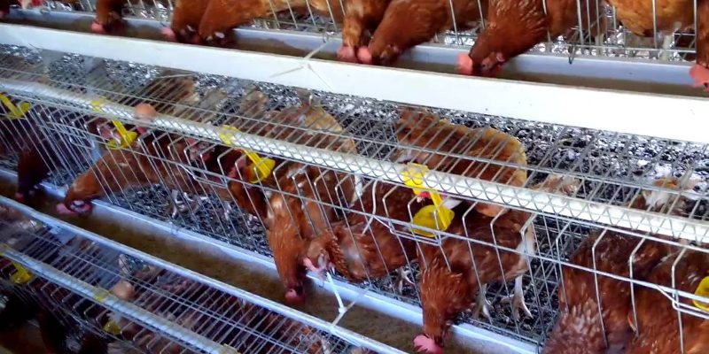 Chicken-Coop-for-5000-Chickens