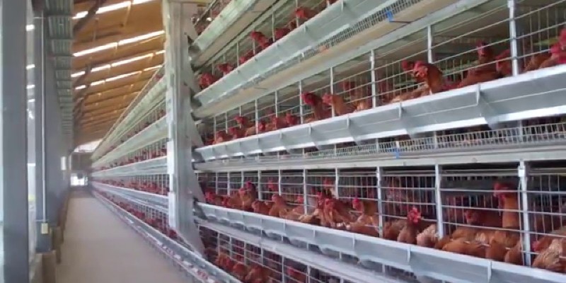 Nigeria-Broiler-Cage-System